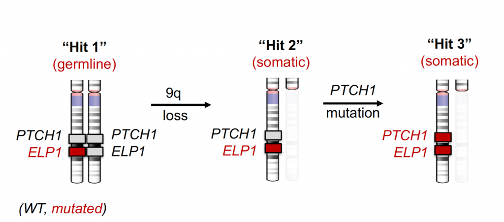Figure 2: Three-hit-process resulting in bi-allelic ELP1 and PTCH1 loss (Waszak et al., Nature 2020).