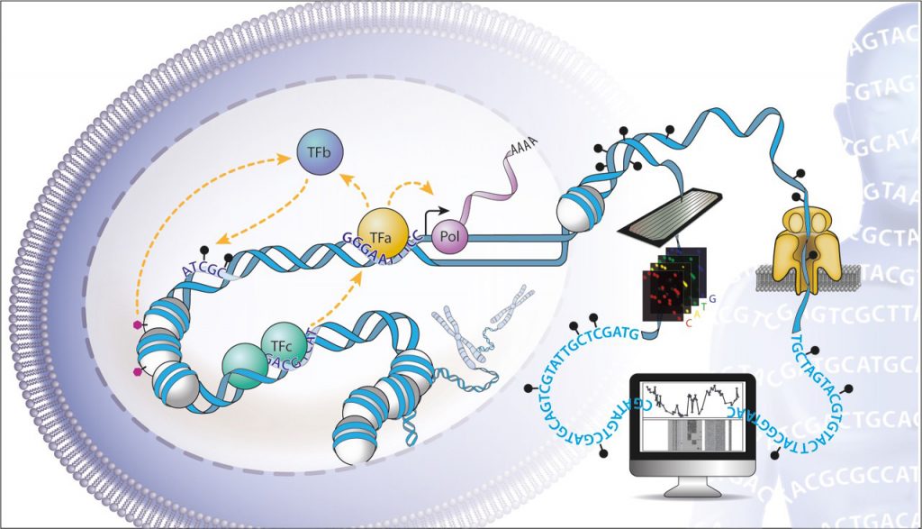 Figure 1: Integrative genomics approach to study cooperativity and antagonism between the multiple layers that regulate gene expression.