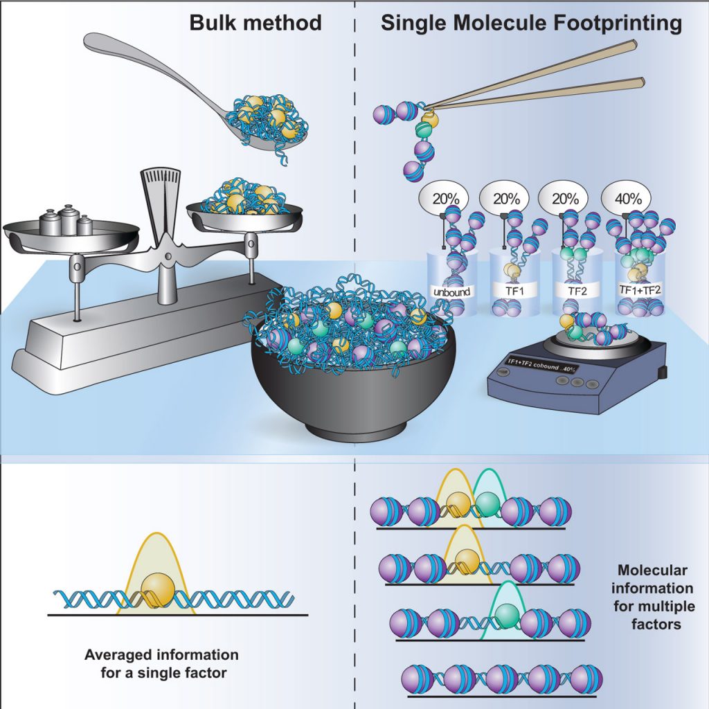 Figure 2: Single-molecule footprinting enables us to measure co-occupancy of transcription factors in vivo to understand cooperativity mechanisms.