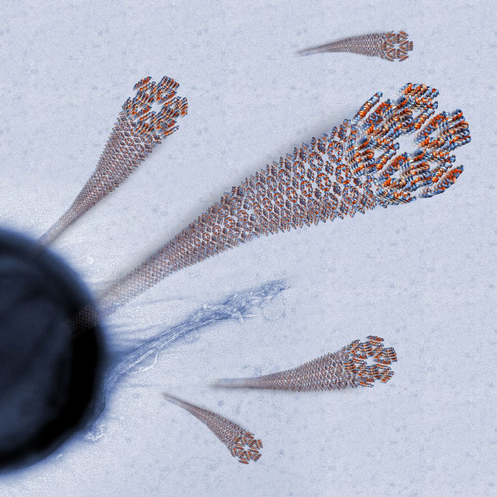 Figure 1: Fibrils of an antimicrobial peptide interacting with bacterial cells (Engelberg and Landau, Nature Communications 2020; credit: Sharon Amlani)