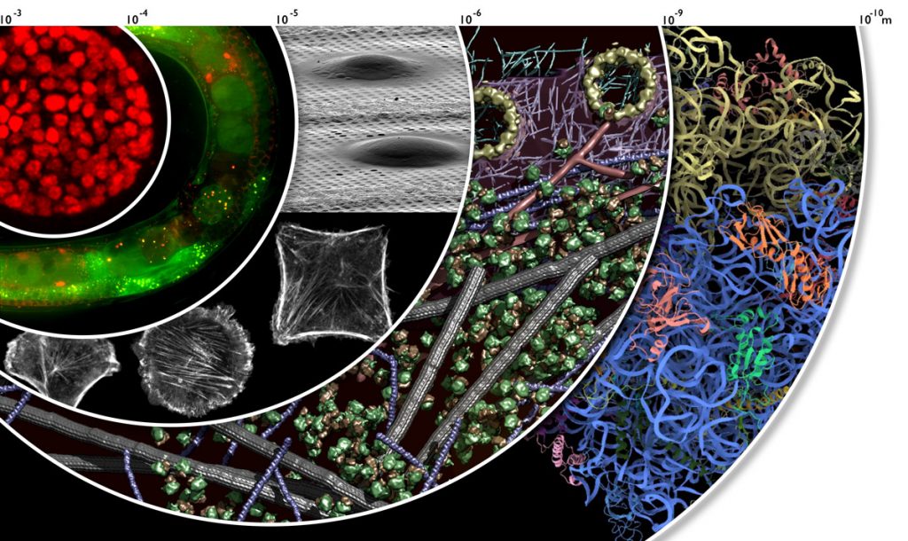 Figure 1: Cryo-electron tomograms of intact cells