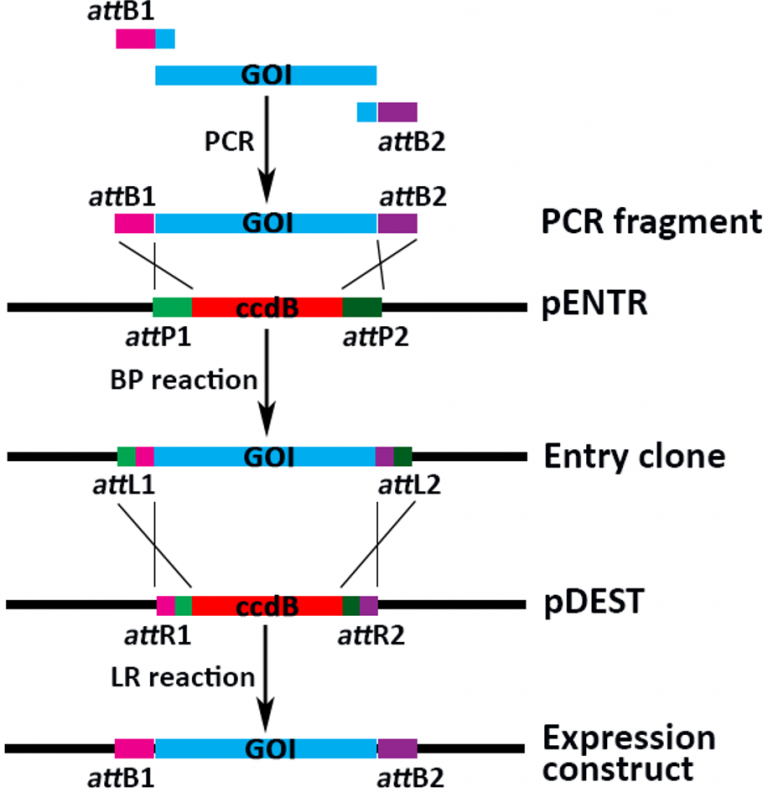 cloning Gateway Protein Expression and Purification Core Facility