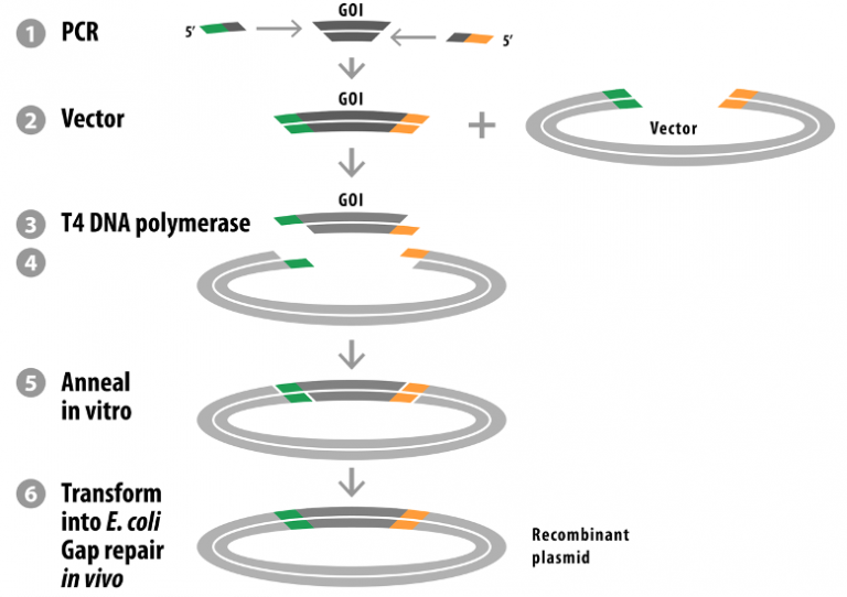 Sequence and Ligation Independent Cloning Protein Expression and