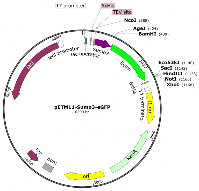 Cloning in the pETM11Sumo3eGFP vector Protein Expression and