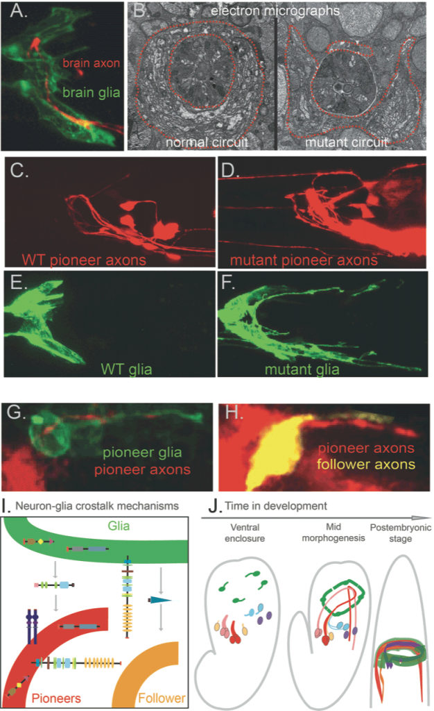 Figure 1. The C. elegans brain circuit is formed by coalescing neurons and glia, organized in a circumferential ring