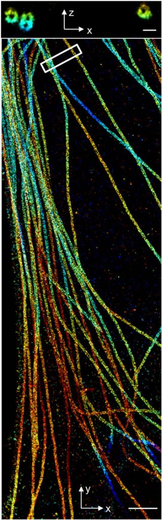 Figure 1: Microtubules imaged with the highest 3D resolution reveal the hollow volume within the antibody-labelled tubule. Scale bars: 1 µm and 100 nm (inset).