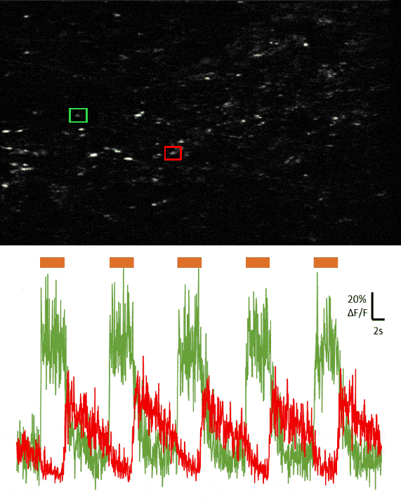 Figure 2: (Top) In vivo two-photon imaging of retinal ganglion cell axons at the LGN expressing GCaMP6s, responding to flashes of light. (Bottom) Traces indicate sample responses of axons that have responses due to the onset of light (green trace) or offset of light (red trace).