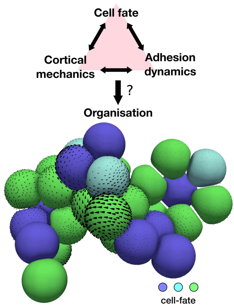 Infographic showing how the interaction betwen cell mechanics lead to the organisation of embryos and organoids