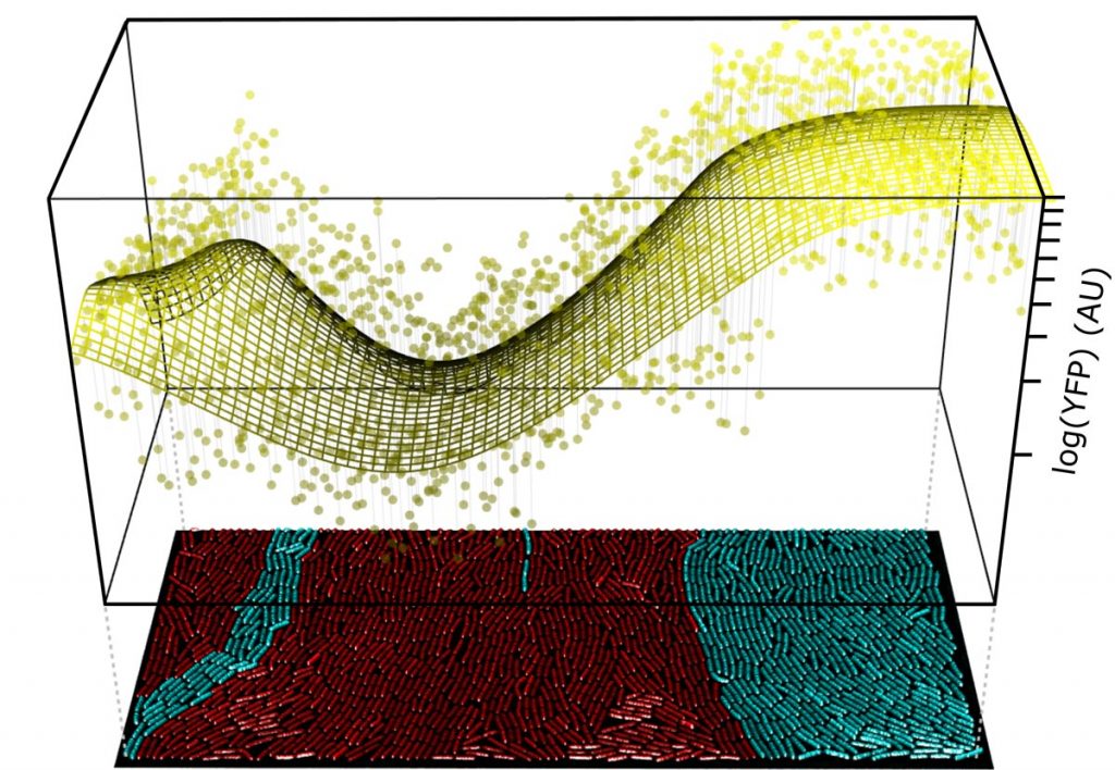 Figure showing cell-to-cell communication in a population of signal producing (blue) and signal receiving (red) bacterial cells