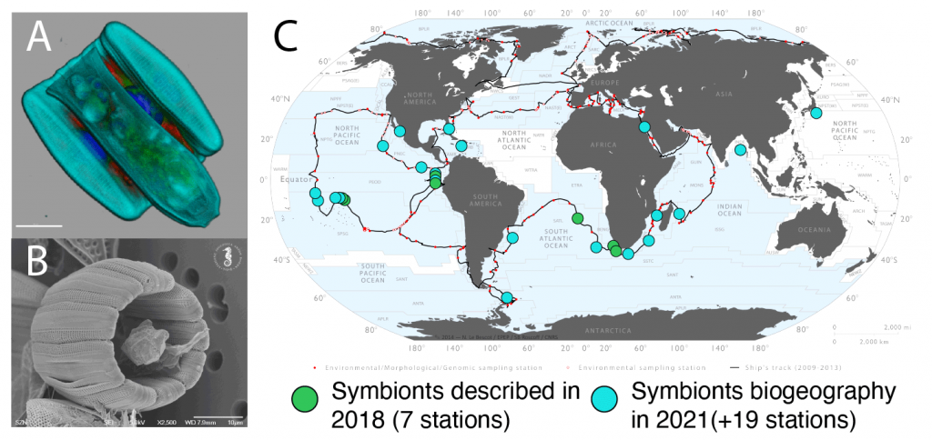 figure illustrationg a diatom ciliate symbiosis