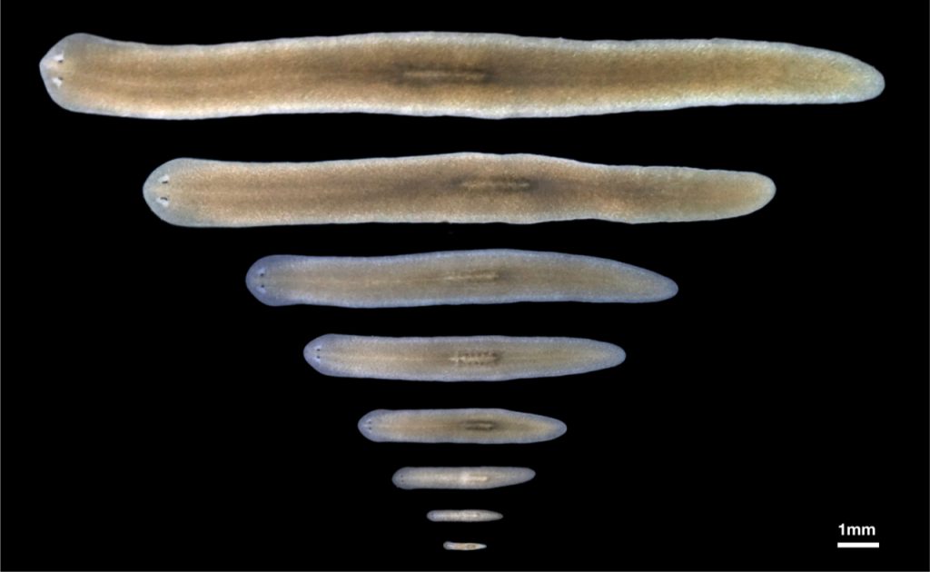 Vu research group, figure 1: Body size plasticity of adult Schmidtea mediterranea.