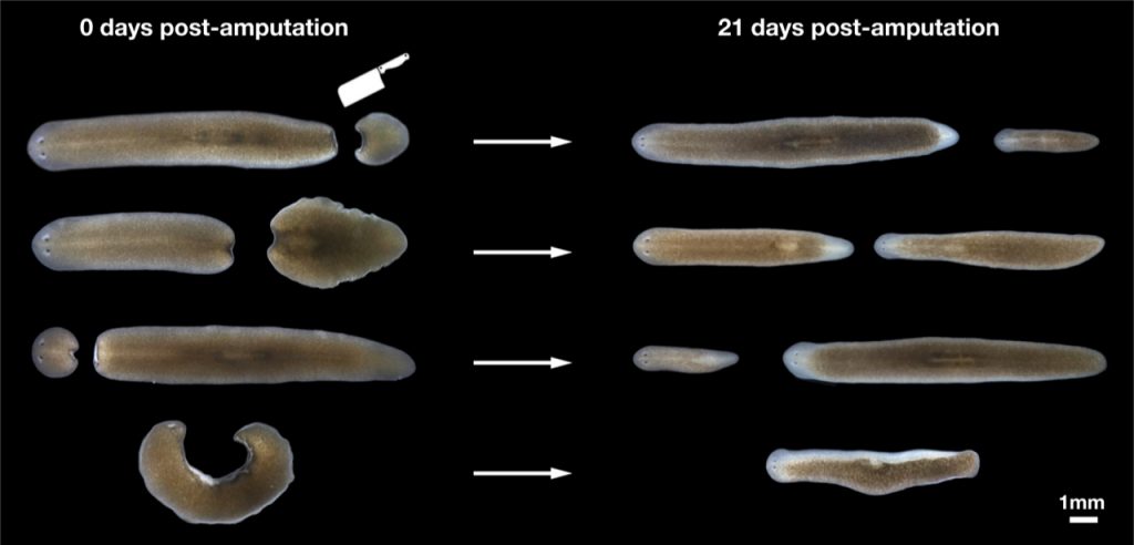 Vu group EMBL Heidelberg, Figure 2: Different-sized planarians can be generated from different-sized fragments through whole-body regeneration.