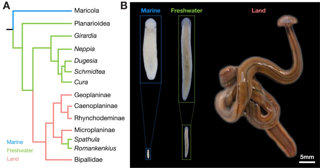 Figure 3: Biodiversity of planarian body size. A. Simplified planarian phylogeny