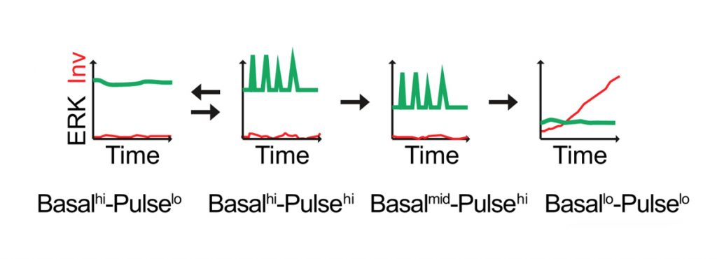 Infographic showing ERK dynamics in live human keratinocytes