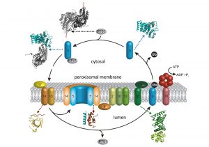 Figure 2: Scheme of the peroxisomal translocation cycle (kindly provided by R. Erdmann). Structures of protein components and complexes of the peroxisomal translocation cycle, which have been determined by our group, are indicated by ribbons.