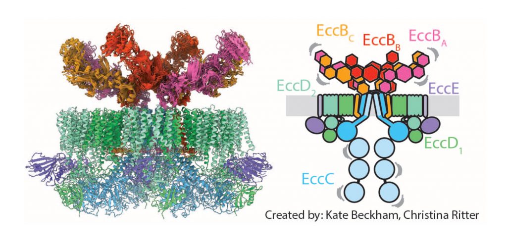 Figure 1: Scheme and high-resolution structure of the mycobacterial ESX-5 translocon. For further details see Beckham et al., Nature Microbiology 2017.