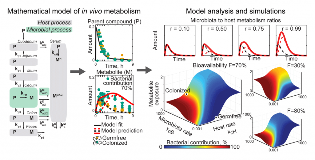 Figure 2: This physiology-based pharmacokinetic model describes drug metabolism processes in the host, including the microbiota component; quantifies bacterial contributions to the production of drug metabolites from time-course metabolomics data; and allows us to predict how perturbations (e.g. nutrients, antibiotics, medical interventions) change microbiota contributions to host metabolism. Adapted from Science 2019.