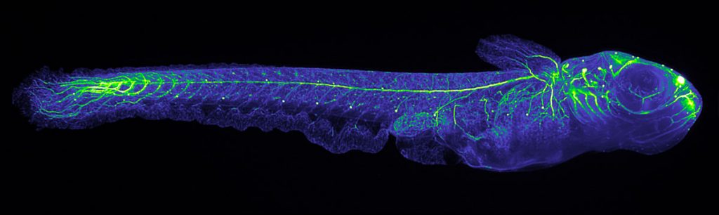 A full body shot of Medaka juveniles, taken by Philipp Keller, from the lab of Ernst Stelzer at the European Molecular Biology Laboratory (EMBL), with a newly developed microscope called Digital Scanned Laser Light Sheet Fluorescence Microscope. Picture credits: Philipp Keller, Stelzer Group, EMBL