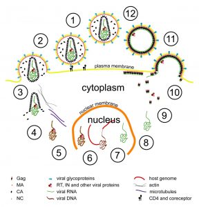 Simplified representation of HIV’s lifecycle: The HIV lifecycle begins with the interaction of a virus particle with a receptor on the surface of a cell (step 1), which leads to fusion of the viral and cellular membranes (step 2) and deposition of the viral contents into the cell (step 3). The viral RNA genome is reverse transcribed resulting in DNA copy, which is imported into the nucleus (step 5). Within the nucleus, the viral DNA is integrated into the host cell genome (step 6). The virus may now enter a period of latency. The late stages of the viral lifecycle begin when the viral genome is transcribed from within the host genome (step 7), exported from the nucleus (step 8) and translation of the viral proteins by host cell machinery begins (step 9). The major structural protein, Gag, is transported to the plasma membrane where it directs assembly of the viral coat, and incorporates other viral proteins and the viral genome (step 10). The virus buds through the cell membrane (step 11), and Gag is cleaved by the viral protease in five places. This leads to a structural change of the virion into its mature infectious form (step 12), which is capable of fusing with a new susceptible cell.