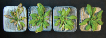 After being subjected to drought for 15 days, an Arabidopsis thaliana plant will normally be withered and dry (far left), but plants from the same species that were genetically engineered to enhance their response to ABA (centre left, centre right and right) were more resistant to drought. Image credit: P. L. Rodriguez