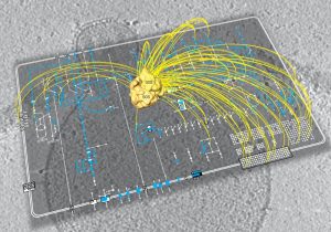 This image represents the integration of genomic, metabolic, proteomic, structural and cellular information about Mycoplasma pneumoniae in this project: one layer of an Electron Tomography scan of a bottle-shaped M. pneumoniae cell (grey) is overlaid with a schematic representation of this bacterium’s metabolism, where blue indicates interactions between proteins encoded in genes from the same functional unit. Apart from these expected interactions, the scientists found that, surprisingly, many proteins are multifunctional. For instance, there were various unexpected physical interactions (yellow lines) between proteins and the subunits that form the ribosome, which is depicted as an Electron microscopy image (yellow). Image credit: Takuji Yamada / EMBL