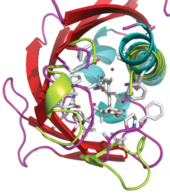 This image shows the structure of PYR1 (coloured ribbons) in its open, unbound state (light green loops) and how it folds around ABA (white rods) when it binds to this hormone (turquoise and purple loops). Image credit: Márquez/EMBL