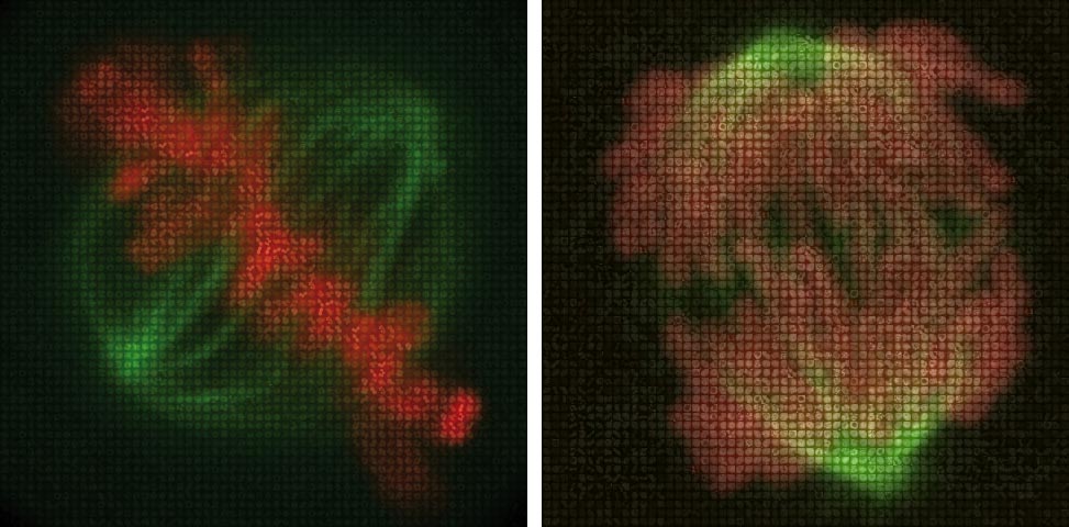 Each of these large images of dividing cells is composed of several microscopy images of human cells in which different individual genes were silenced. The smaller images are placed according to genes’ effects: images for genes that affect chromosomes make up the chromosomes (red/pink), while the mitotic spindle (green) is composed of images for genes that affect it. IMAGE: Thomas Walter & Mayumi Isokane / EMBL