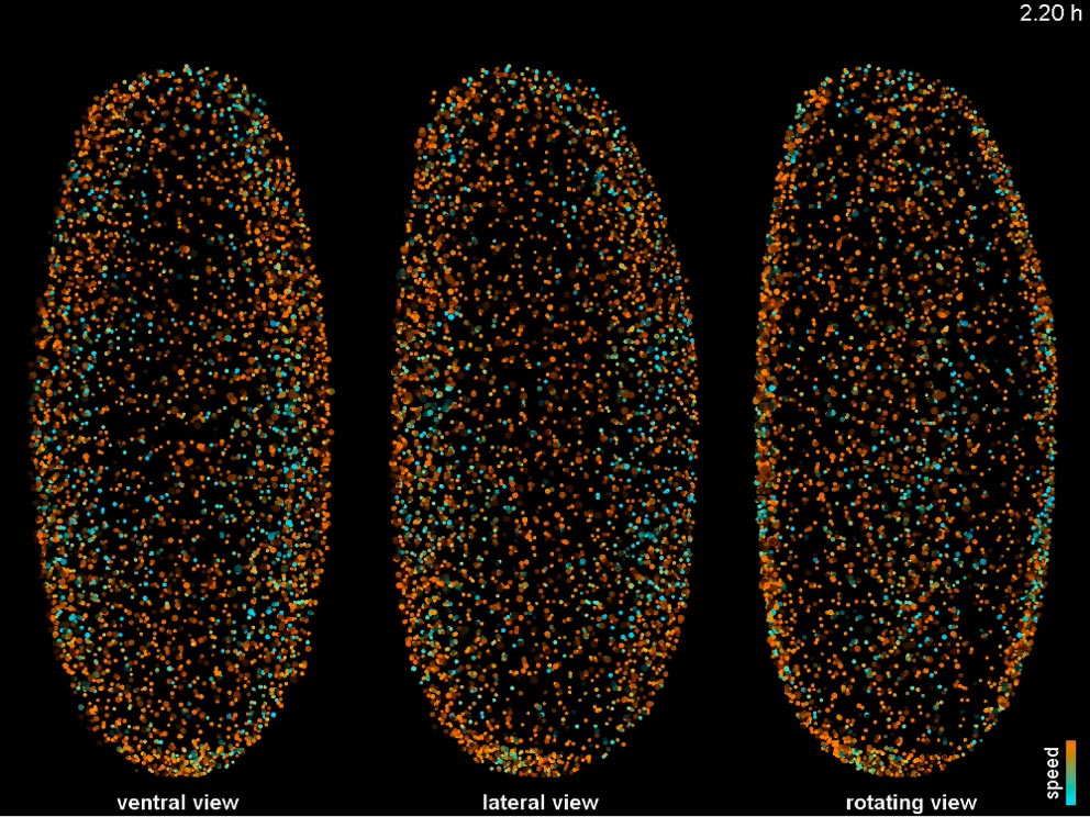 The Fly Digital Embryo seen from 2 different angles (left and centre), and rotating through all views (right). Click on the image to play. IMAGE: Philipp Keller