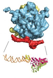 This cryo-electron microscopy image shows the 3D structure of the ribosome (yellow/blue) bound to the signal recognition particle (SRP) and the SRP receptor (both in red). Below it is an atomic model of SRP (green-yellow/orange) and its receptor (pink). Image credits: EMBL/Schaffitzel.