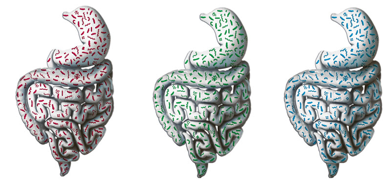 Artistic impression of the 3 human gut types.