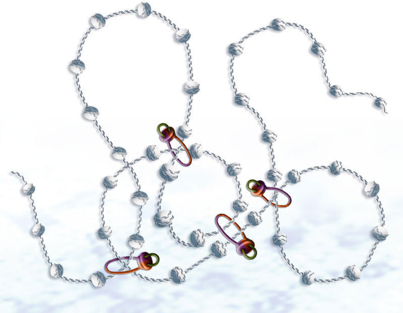 Condensin loops around several strands of DNA, keeping it coiled up and easier to transport. (Artistic impression) Image credits: EMBL/ P. Riedinger