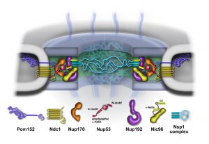 Model of the inner ring (green) of the nuclear pore, showing its components.