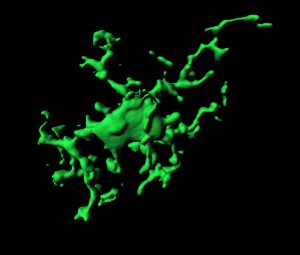 3-dimensional reconstruction of a single microglia cell. Credit: EMBL/ R.Paolicelli