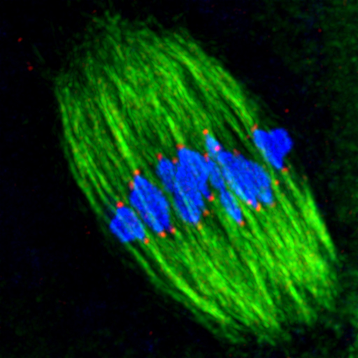 Lined up for division. Once chromosomes (blue) have lined up across the centre of the spindle, microtubules (green) fish them out by their kinetochores (red).