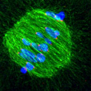 Circling chromosomes. Chromosomes (blue) form a ‘belt’ around the centre of the spindle (green), discovered by the EMBL scientists.