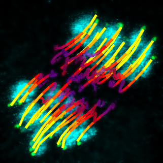 Mapping movement. The coloured lines chart the movement (purple to yellow) of kinetochores (green dots) as microtubules hook onto them to separate the chromosomes (cyan).