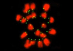 Thumbnail for video: Cheating microtubules