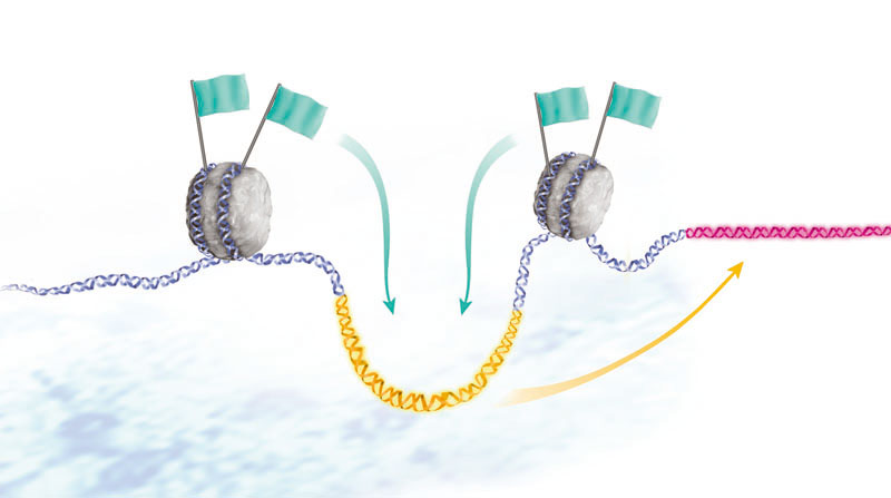 Diagram of chromatin enhancers