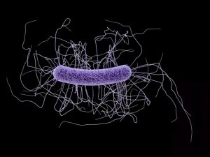 C. diff bacterium