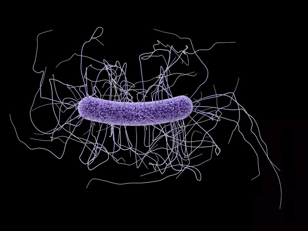 C. diff bacterium