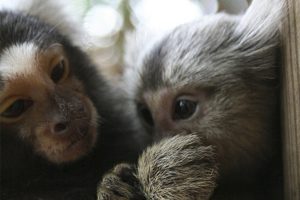 Common marmosets