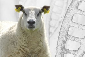 Sheep Genome