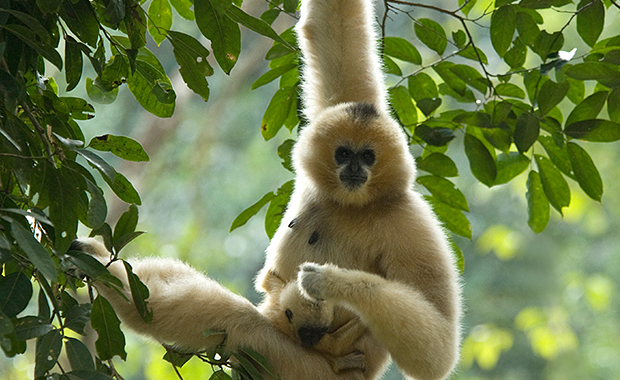 Gibbon genome sequenced