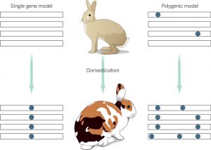 rabbit genome