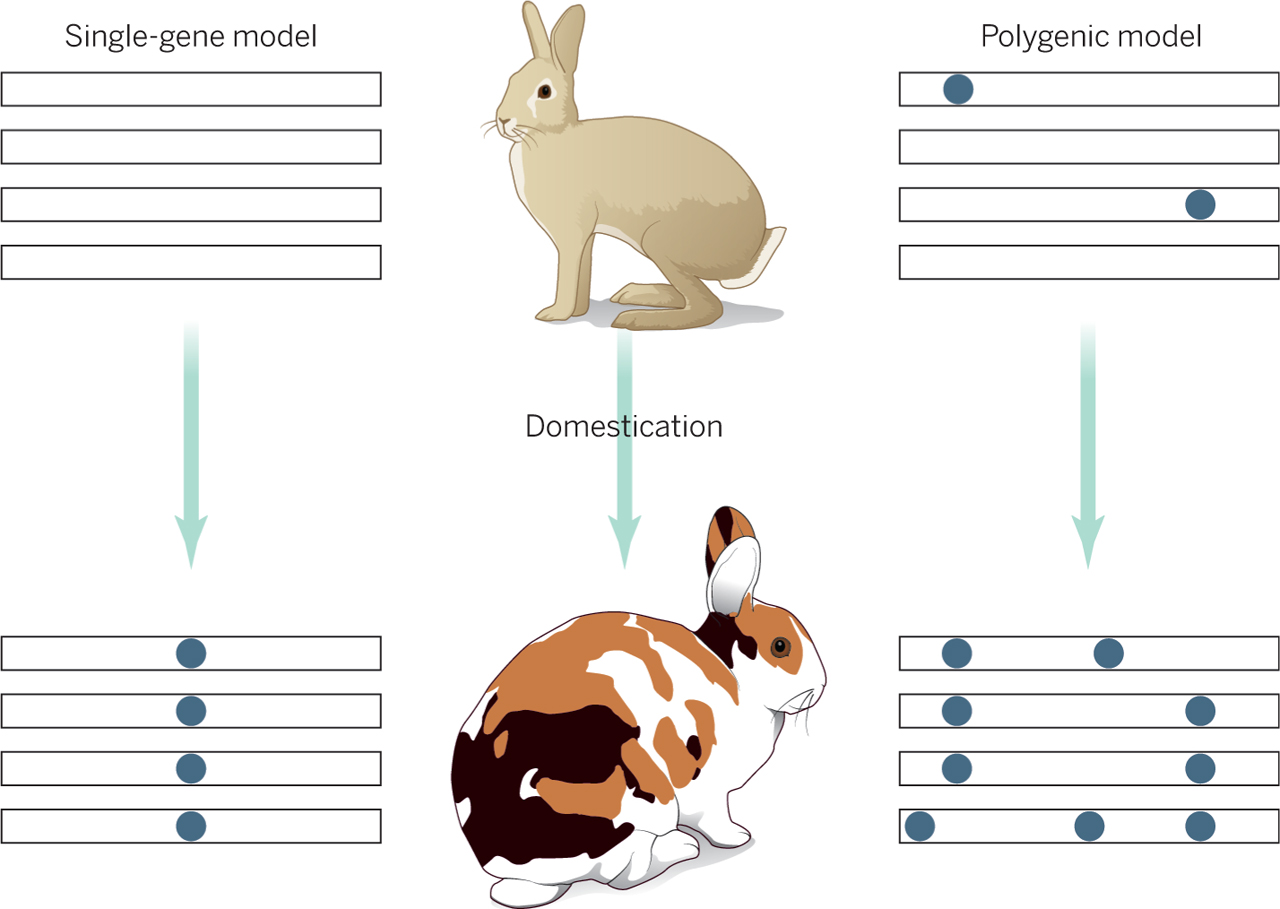 rabbit genome