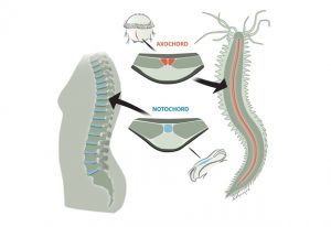 The worm's axochord and human notochord
