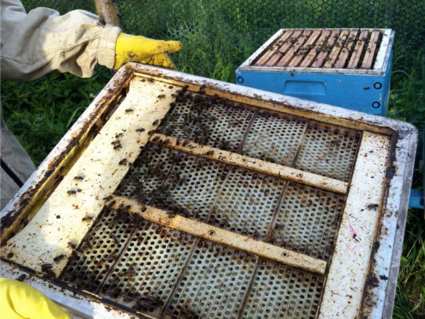The pollen trap used by Arkadiusz to collect pollen. PHOTO: ARKADIUSZ JANKIEWICZ