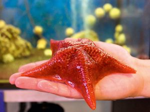 Five-armed starfish