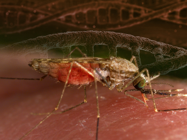 Anopheles gambiae