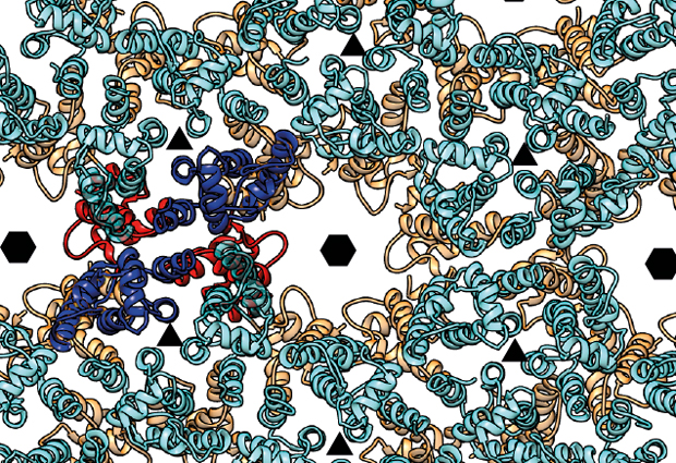 An unprecedentedly detailed look at immature HIV revealed a surprise. IMAGE: EMBL/F.SCHUR